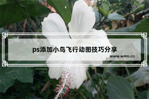 ps添加小鸟飞行动图技巧分享