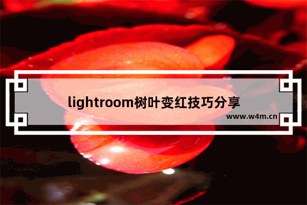 lightroom树叶变红技巧分享