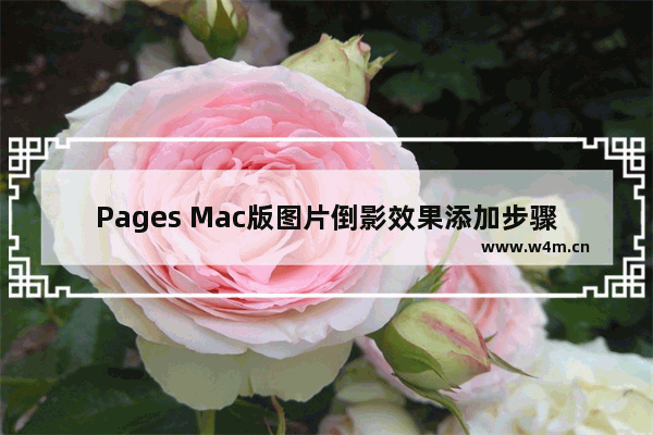 Pages Mac版图片倒影效果添加步骤介绍