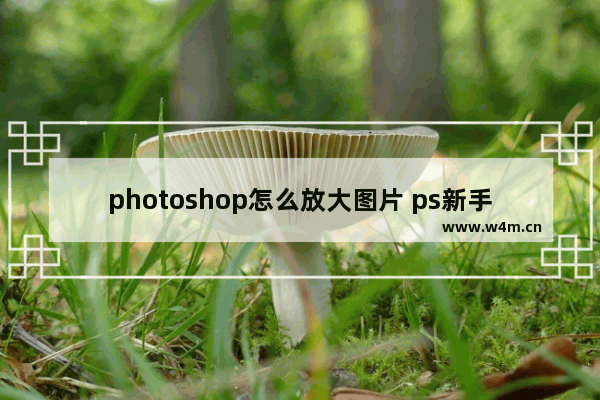 photoshop怎么放大图片 ps新手入门教程