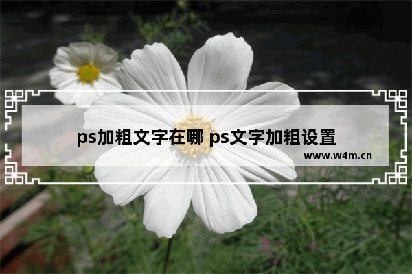 ps加粗文字在哪 ps文字加粗设置