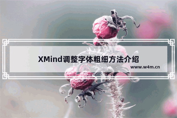 XMind调整字体粗细方法介绍