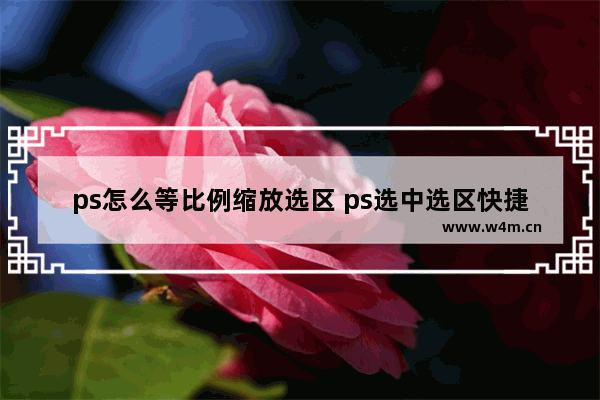 ps怎么等比例缩放选区 ps选中选区快捷键变大小