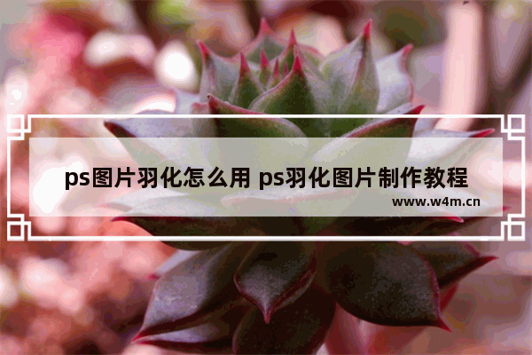 ps图片羽化怎么用 ps羽化图片制作教程