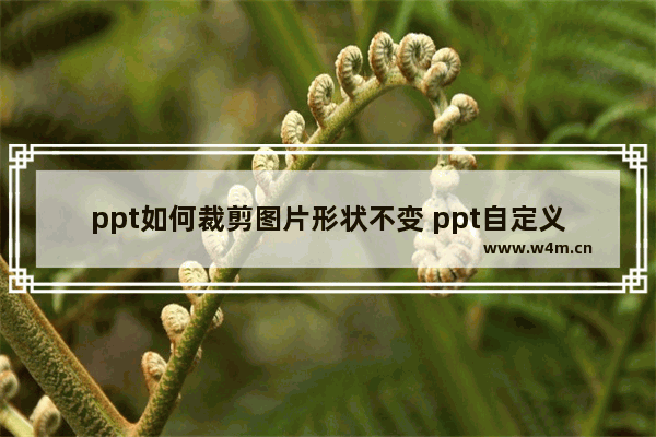 ppt如何裁剪图片形状不变 ppt自定义裁剪图形教学