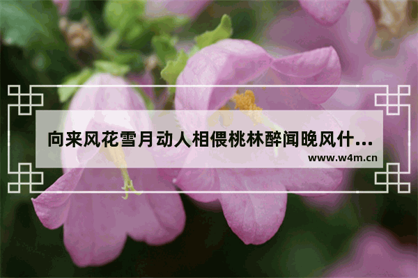 向来风花雪月动人相偎桃林醉闻晚风什么歌? 抖音热门歌曲介绍