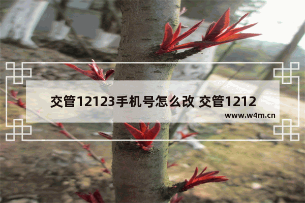 交管12123手机号怎么改 交管12123改手机号教程