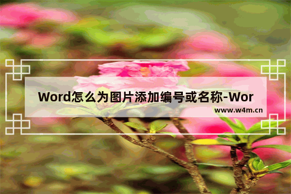 Word怎么为图片添加编号或名称-Word为图片添加编号或名称的方法