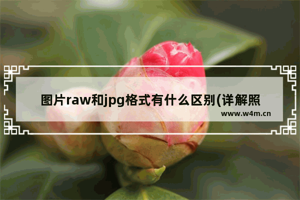 图片raw和jpg格式有什么区别(详解照片raw格式是什么)