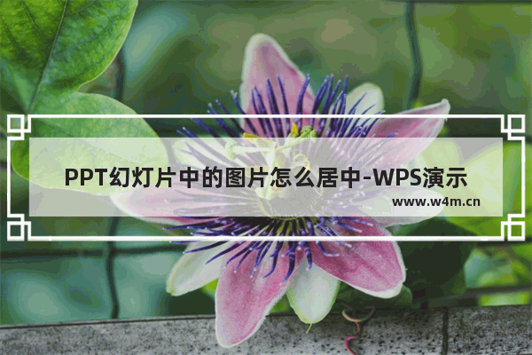 PPT幻灯片中的图片怎么居中-WPS演示中设置图片居中对齐的方法