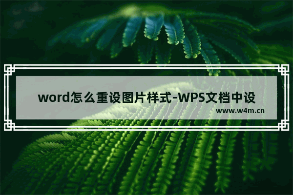 word怎么重设图片样式-WPS文档中设置图片重置的方法