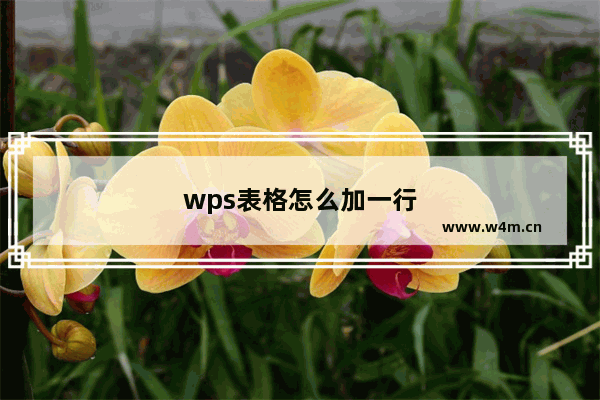 wps表格怎么加一行