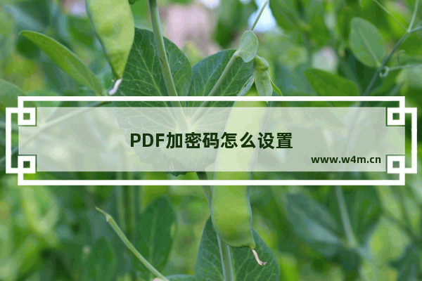 PDF加密码怎么设置