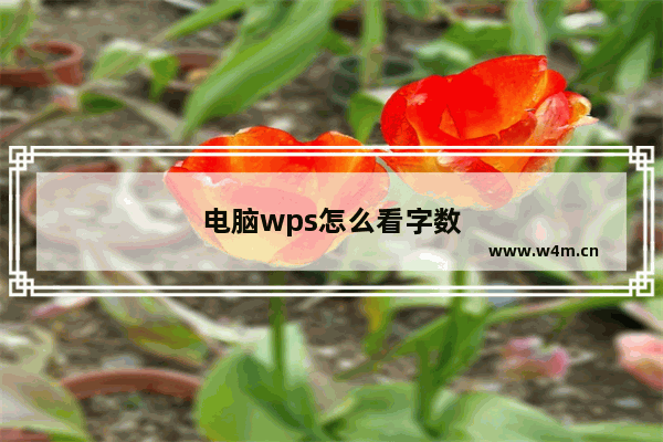 电脑wps怎么看字数