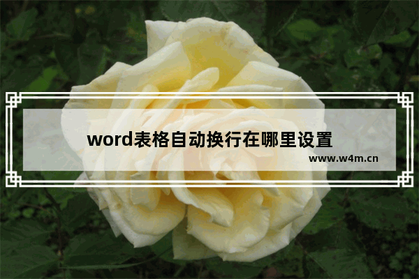 word表格自动换行在哪里设置