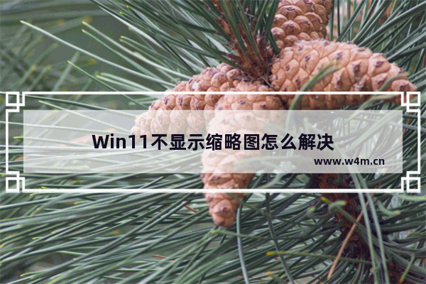 Win11不显示缩略图怎么解决