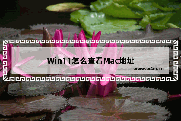 Win11怎么查看Mac地址