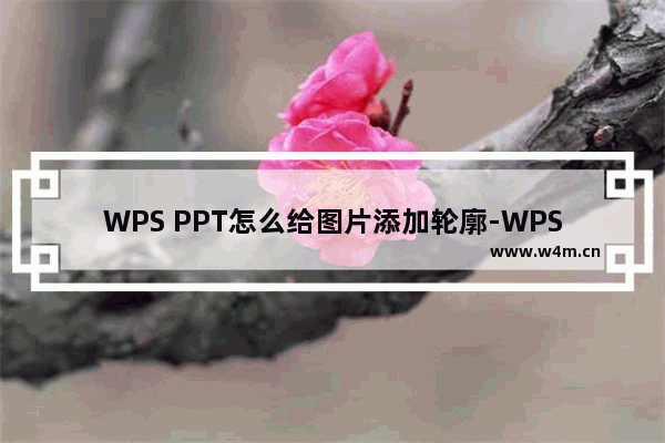 WPS PPT怎么给图片添加轮廓-WPS演示文稿中为图片设置轮廓效果的方法教程