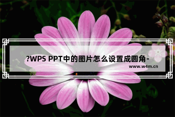 ?WPS PPT中的图片怎么设置成圆角-WPS演示文稿中将图片变为圆角效果的方法教程