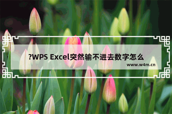 ?WPS Excel突然输不进去数字怎么办-WPS表格解决输入不了数字还跳格的方法教程