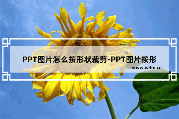 PPT图片怎么按形状裁剪-PPT图片按形状裁剪的方法