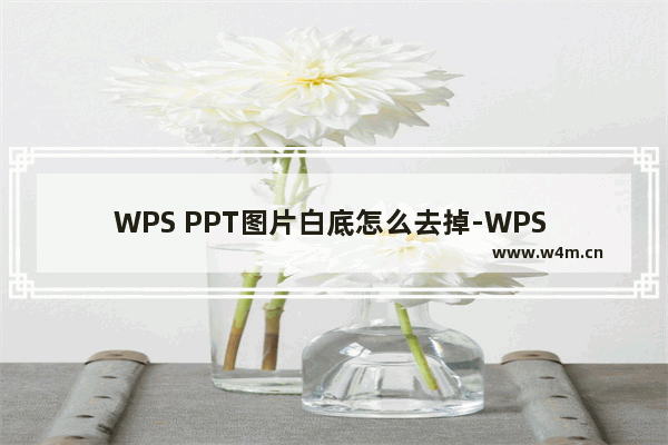 WPS PPT图片白底怎么去掉-WPS PPT去除图片白底的方法