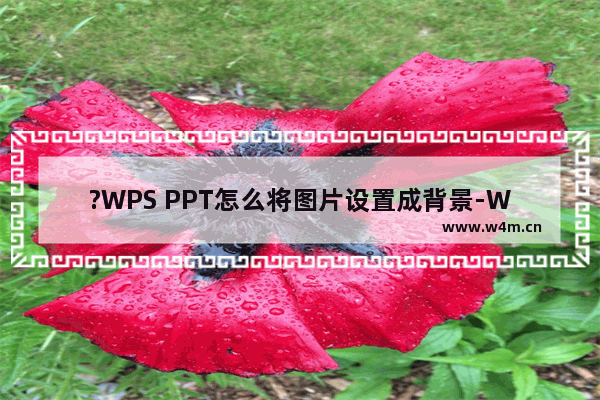 ?WPS PPT怎么将图片设置成背景-WPS幻灯片将图片设置为背景的方法教程