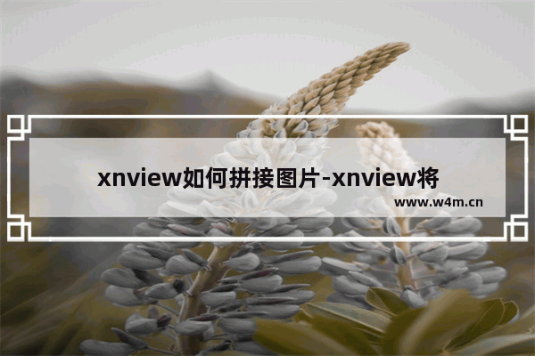 xnview如何拼接图片-xnview将多张图片拼接在一起的方法教程