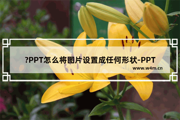 ?PPT怎么将图片设置成任何形状-PPT把图片裁剪成任意想要的形状的方法教程