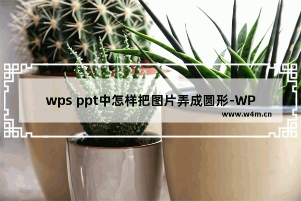 wps ppt中怎样把图片弄成圆形-WPS PPT图片变成圆形的方法