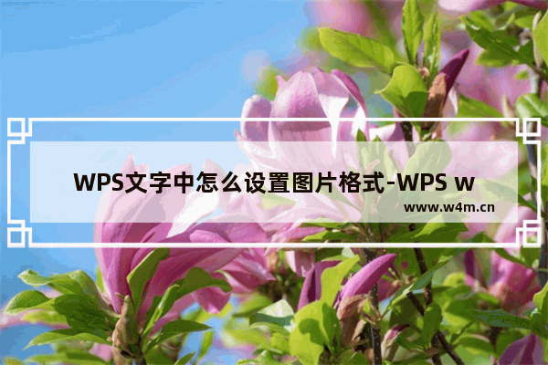 WPS文字中怎么设置图片格式-WPS word设置图片格式的方法