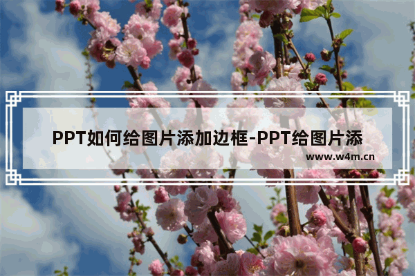 PPT如何给图片添加边框-PPT给图片添加边框的方法