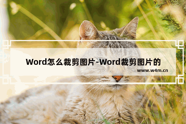 Word怎么裁剪图片-Word裁剪图片的方法