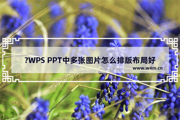 ?WPS PPT中多张图片怎么排版布局好看-WPS演示文稿多图快速排版的方法教程