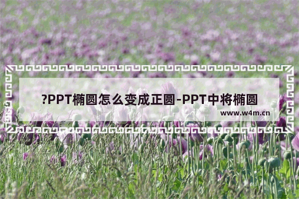 ?PPT椭圆怎么变成正圆-PPT中将椭圆变为正圆的方法教程