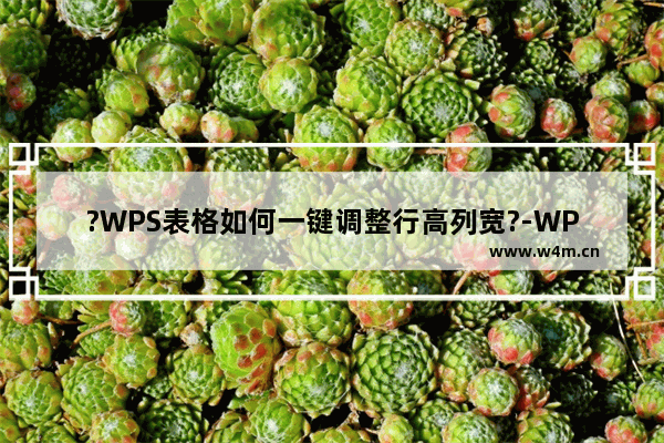 ?WPS表格如何一键调整行高列宽?-WPS表格电脑版一键调整行高列宽的方法教程