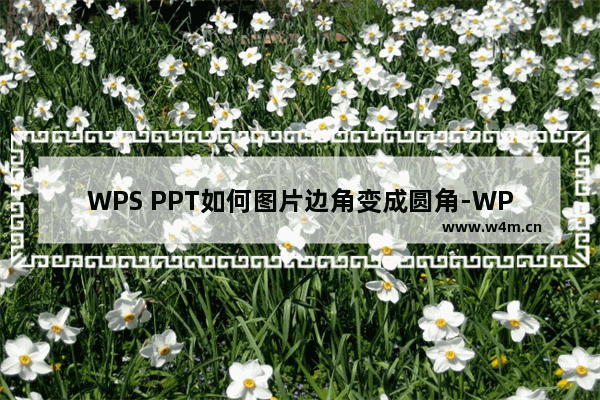 WPS PPT如何图片边角变成圆角-WPS PPT图片边角变成圆角的方法