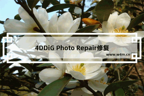 4DDiG Photo Repair修复视频和图片的方法-4DDiG Photo Repair怎么修复视频和图片