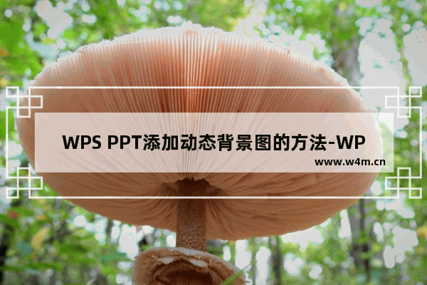 WPS PPT添加动态背景图的方法-WPS PPT怎么添加动态背景图