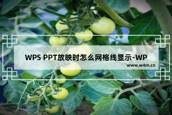 WPS PPT放映时怎么网格线显示-WPS PPT放映时显示网格线的方法