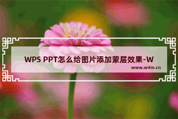 WPS PPT怎么给图片添加蒙层效果-WPS PPT给图片添加蒙层效果的两种方法