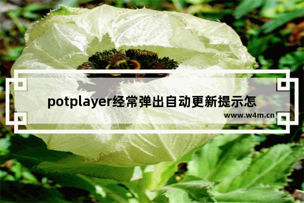 potplayer经常弹出自动更新提示怎么办-potplayer取消自动更新的方法