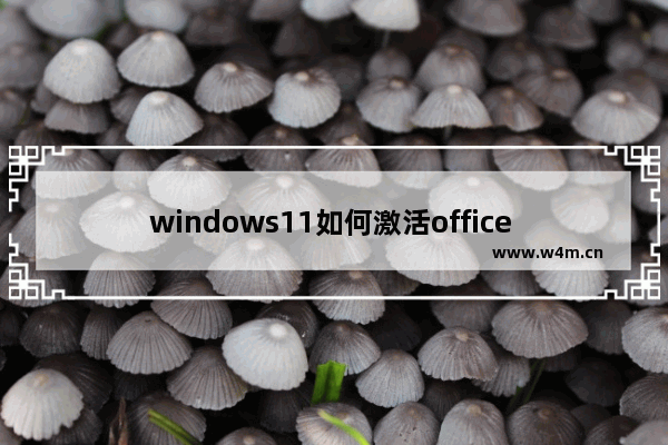 windows11如何激活office windows11激活office详细教程