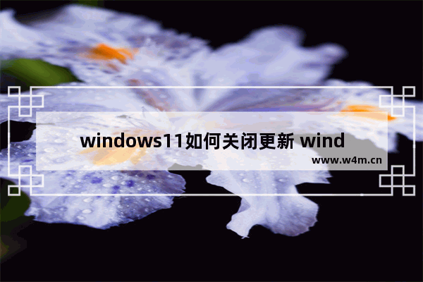 windows11如何关闭更新 windows11关闭更新方法教学