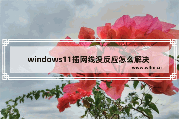 windows11插网线没反应怎么解决 windows11插网线没反应解决方法分享