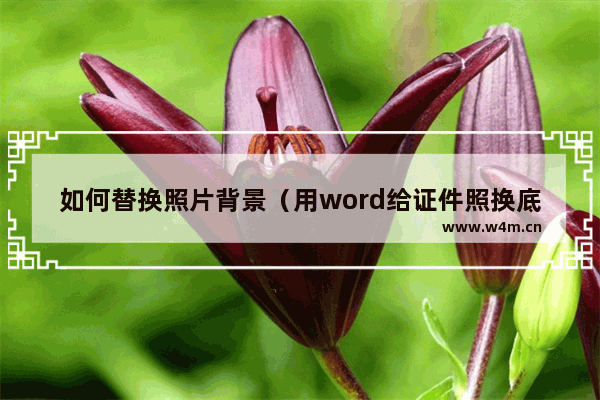 如何替换照片背景（用word给证件照换底色最简单方法）