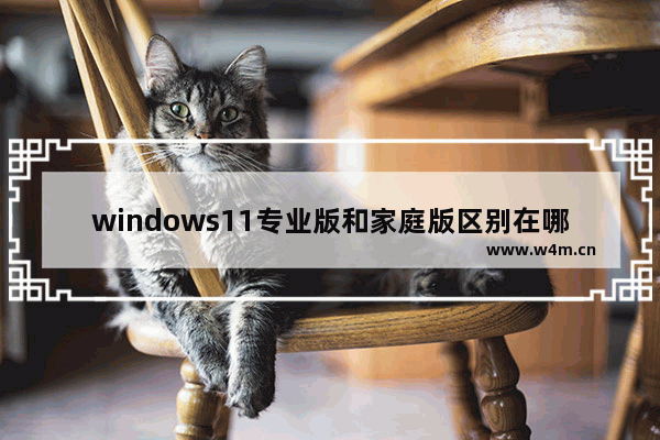 windows11专业版和家庭版区别在哪 windows11专业版和家庭版区别解析