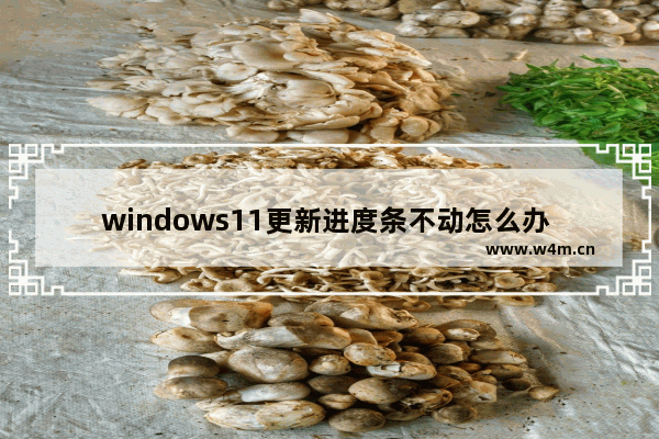 windows11更新进度条不动怎么办 windows11更新进度条不动的解决方法