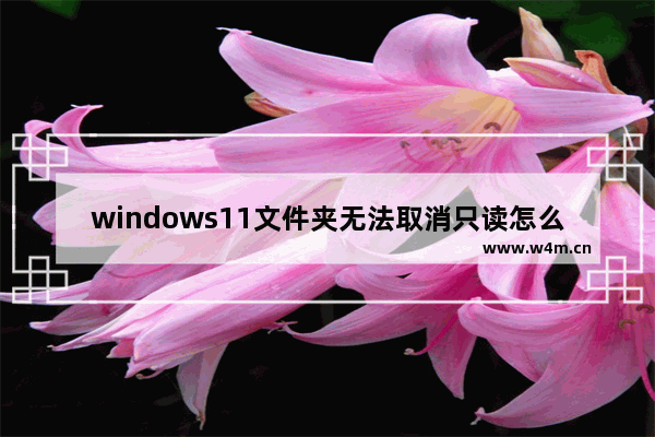 windows11文件夹无法取消只读怎么办 windows11文件夹无法取消只读的解决方法