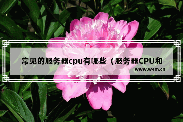 常见的服务器cpu有哪些（服务器CPU和普通CPU有什么区别）